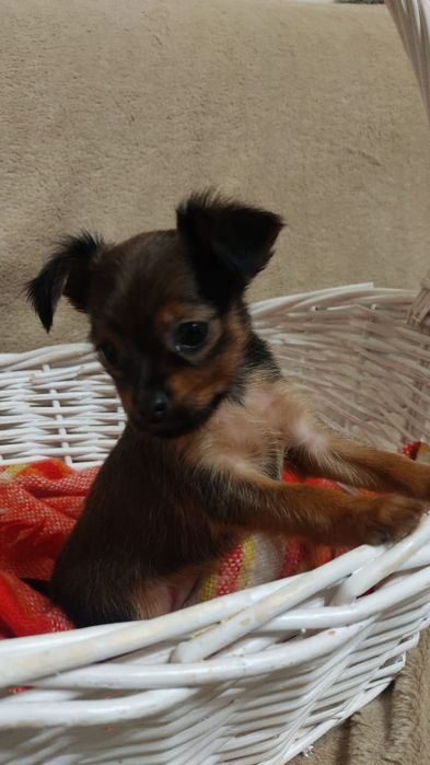 Щенок русского тоя длинношерстный