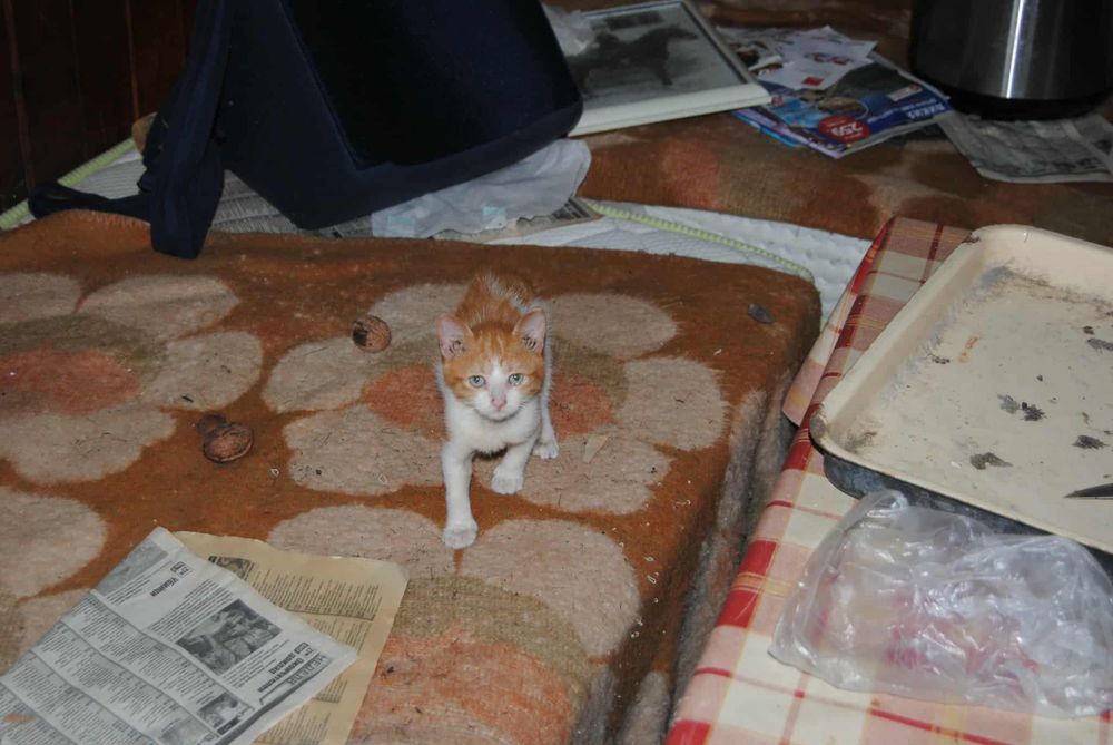 Подарявам котенца