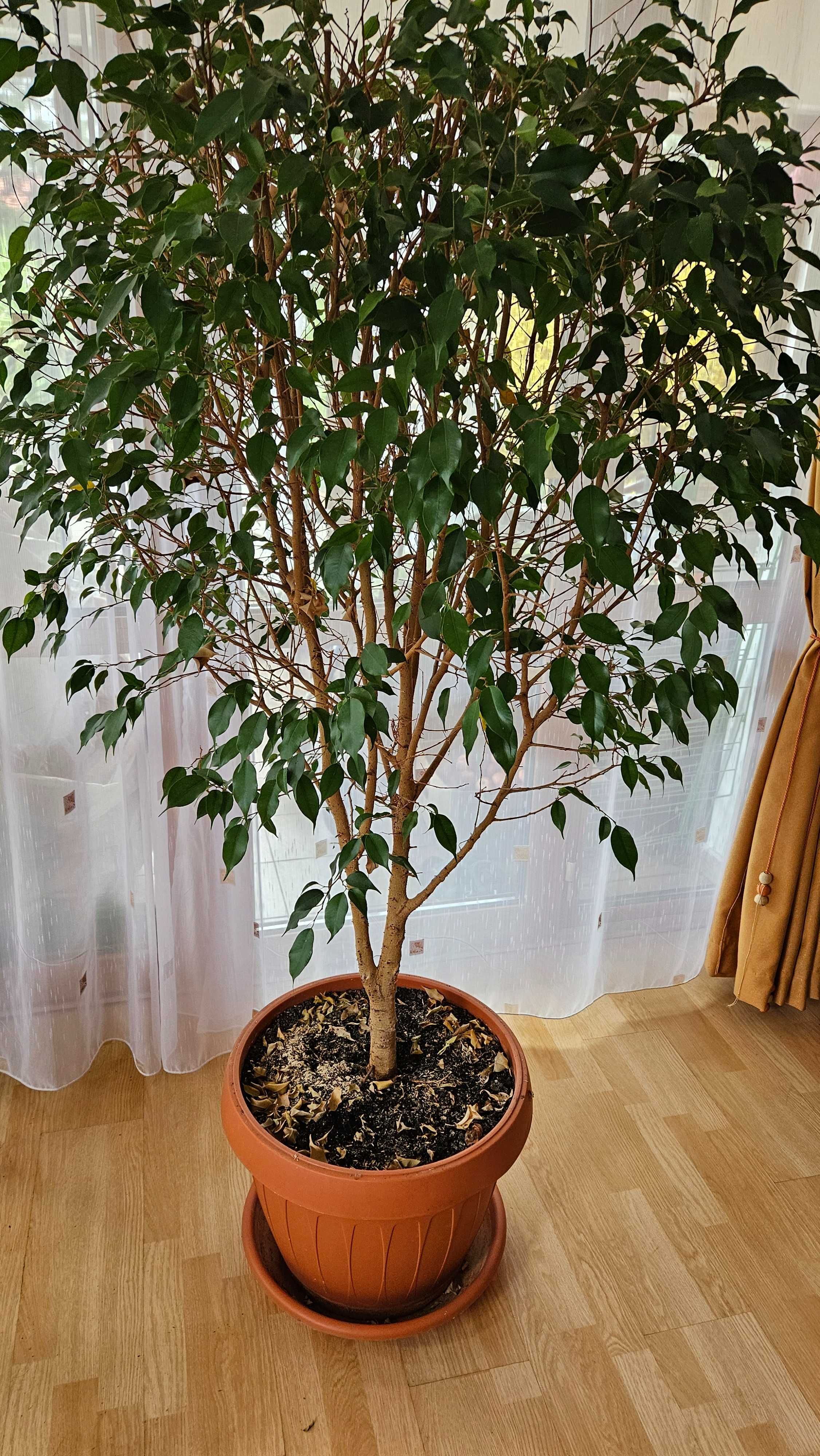 Ficus exotica de apartament (imbunatateste calitatea aerului)