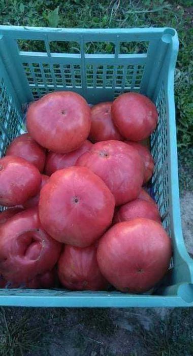 Разсад от селски розов домат стар български не хибриден сорт