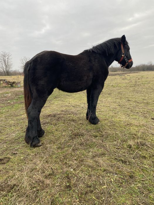 Manza de 1 an si 7luni