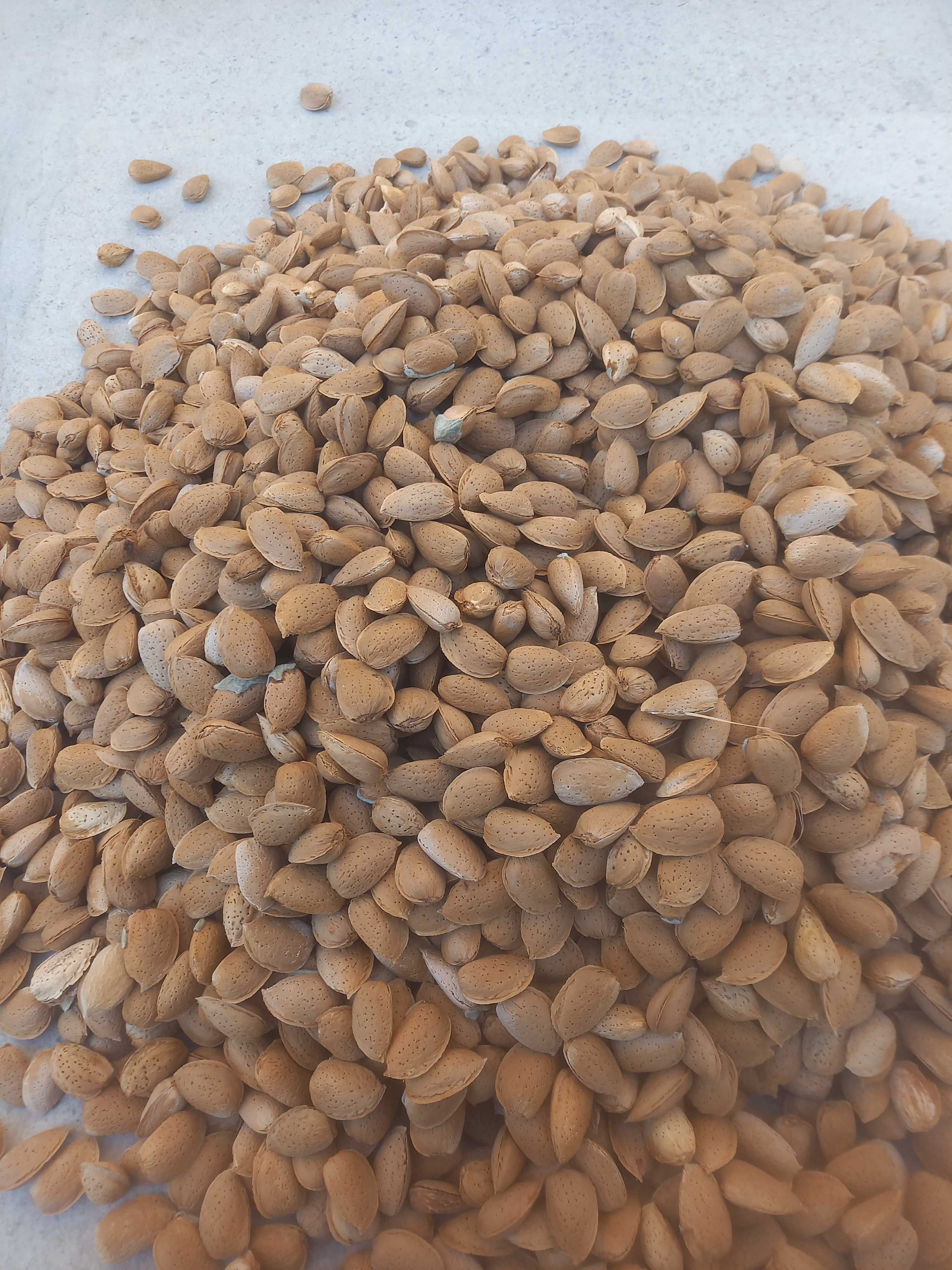 Bodom sotiladi 50 kg, 2 qop