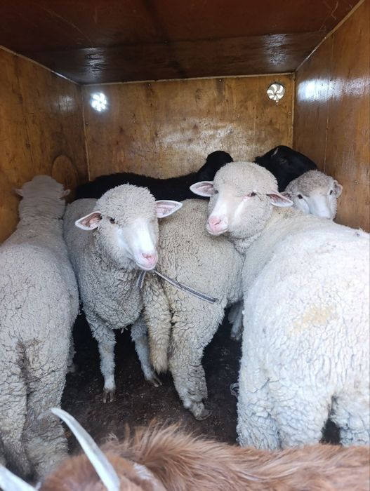 Quy merenos parotadi urg'ochi 5ta bor 8 9 oylik  moda