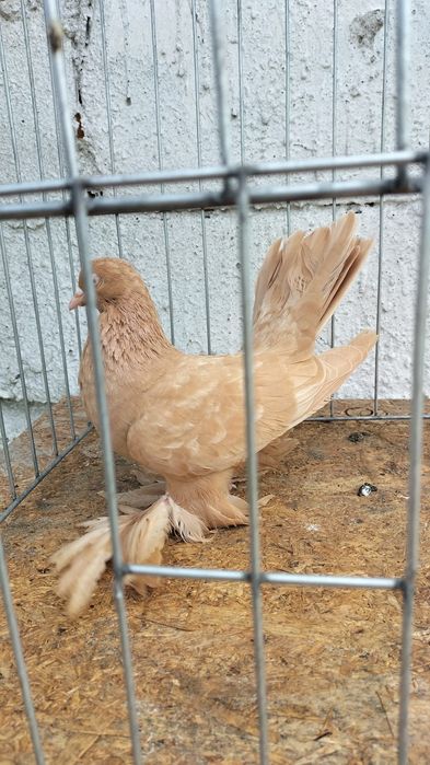 Porumbei Rolleri Persan