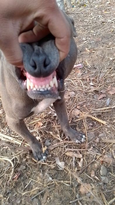 Pitbul erkak 11 oylik sog‘lom