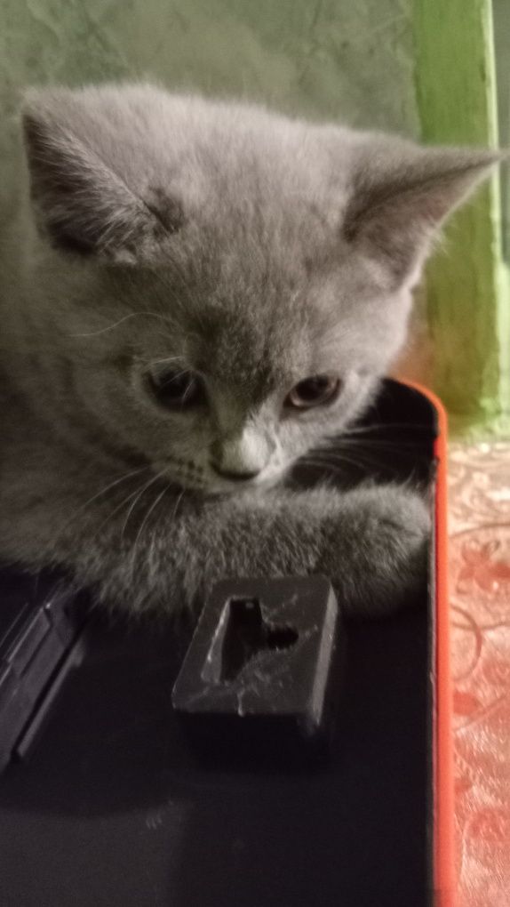 British shorthair