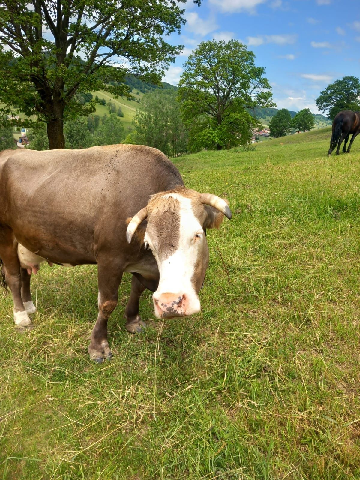 Vând vaca de lapte