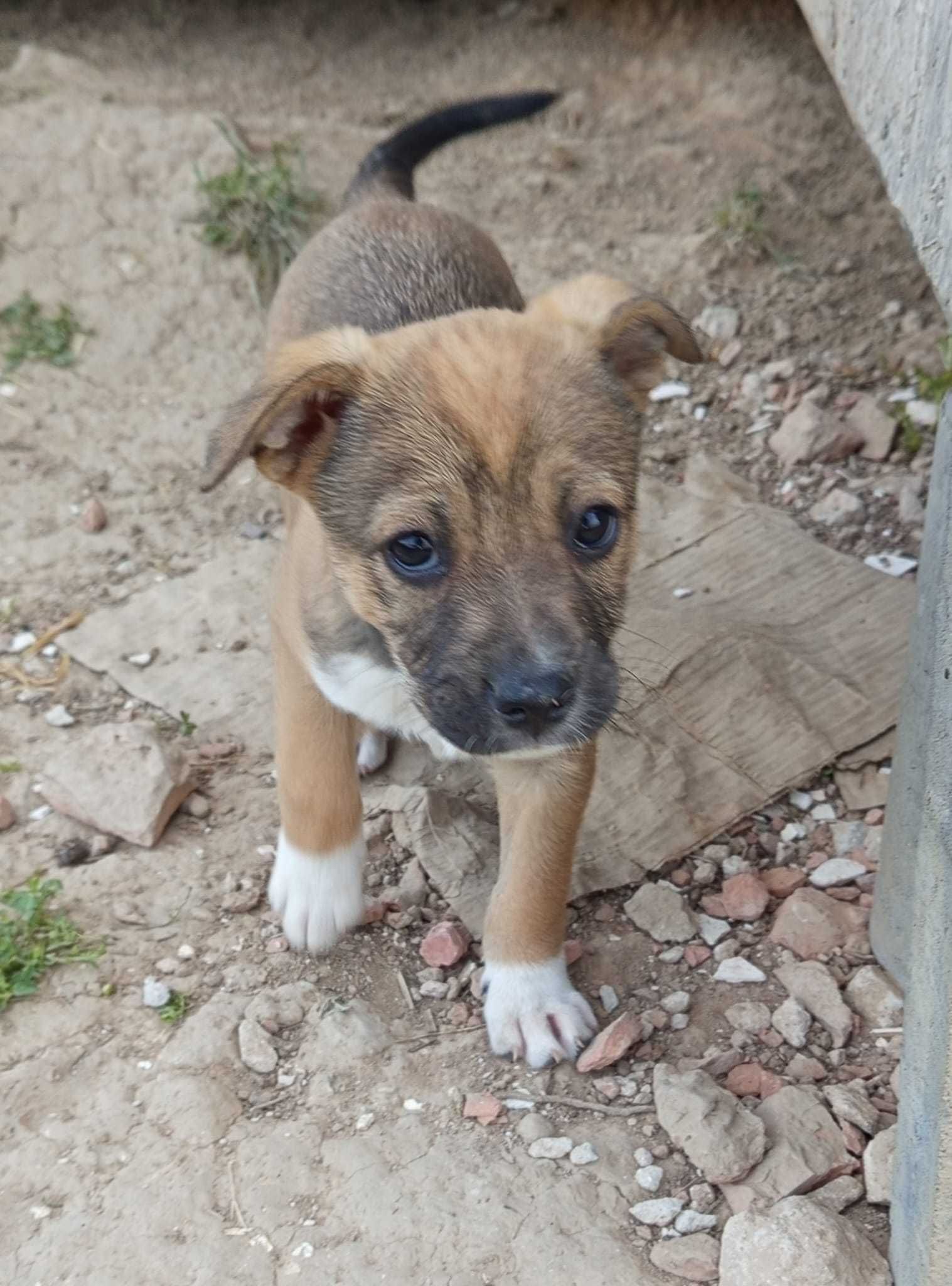 Cautam familii iubitoare pentru 5 fetite de 3 luni