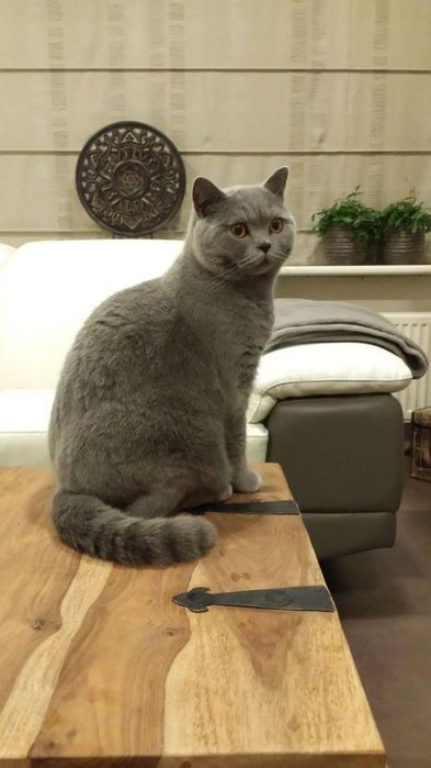 Британский короткошерст