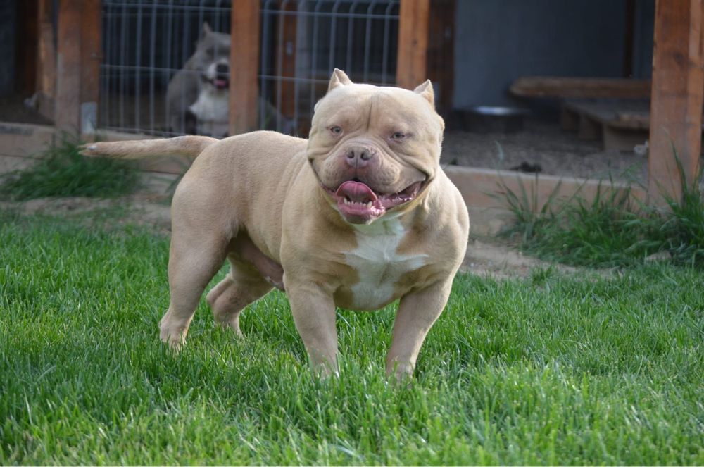 American bully