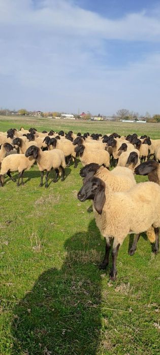 Vand oi sarbească carabașa