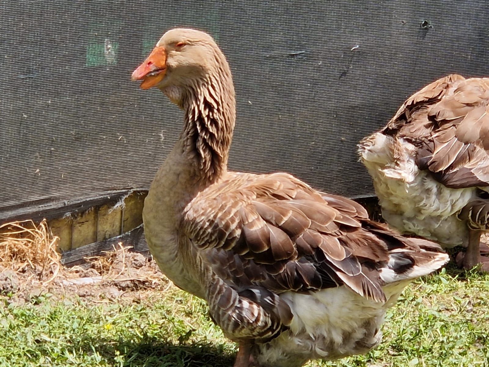 Oua gâște Toulouse