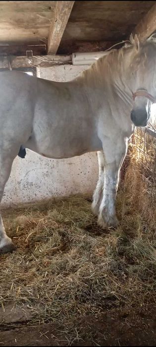 Vând Armăsar Românesc