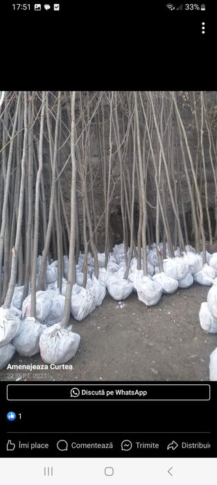 Vând copaci orientali mesteacăn  tei arțar platan și tuia