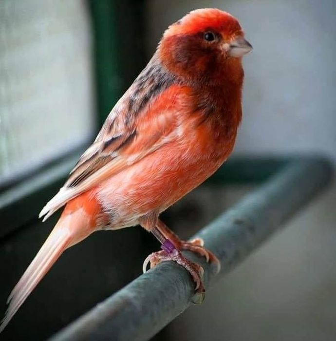 Продам  - кенарь  ( изабелла)