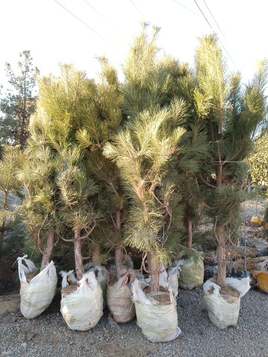 Энг арзон Сасна ваМажвеник арчалар