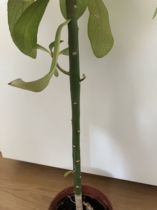 Doua plante de cauciuc