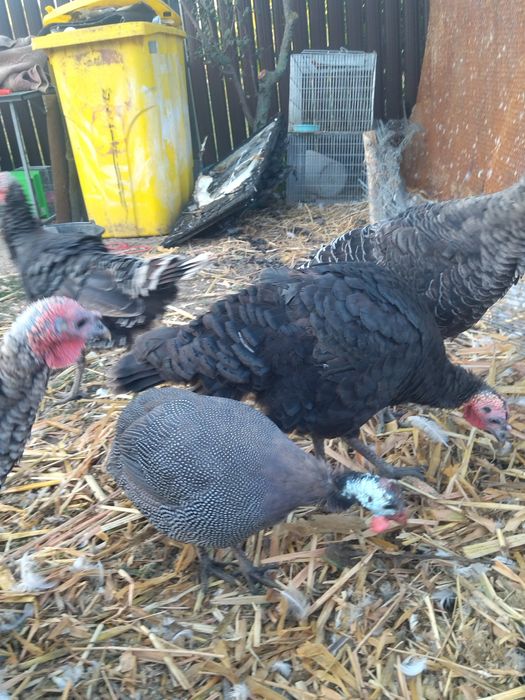 Vând curci de casă 7 luni.