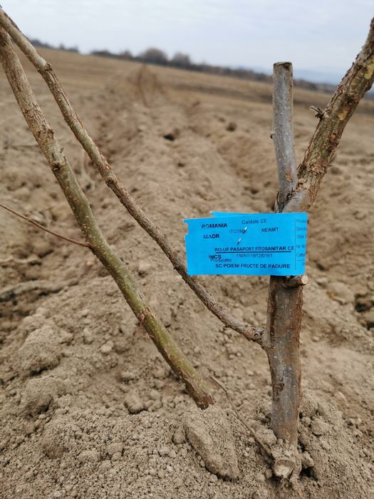 Puieti de alun certificati , eticheta albastra, anul 2