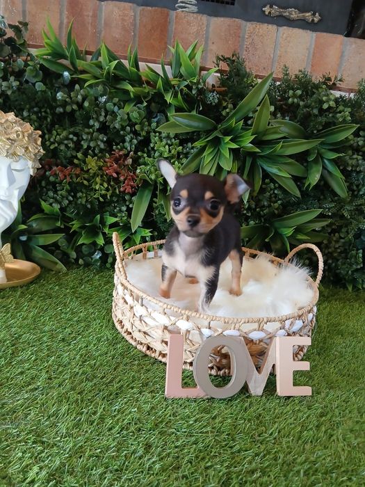 Chihuahua – 2 luni – carnet de sănătate