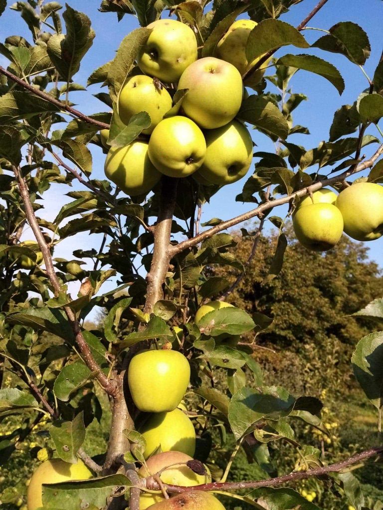 Comercializez pomi fructiferi-pepiniera proprie