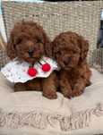Toy mini red poodle