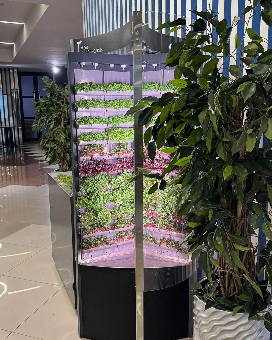 Вырасти Микрозелень в ресторане. Вертикальная ферма для  Horeca