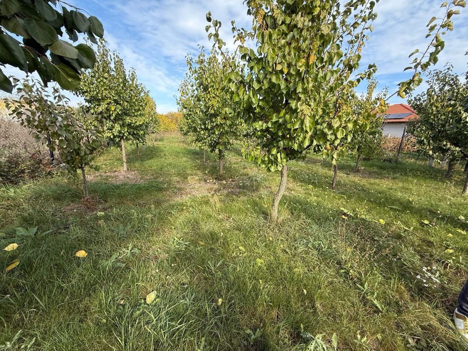 Ofer spre Vanzare Teren intravilan / loc de casa in Vetis