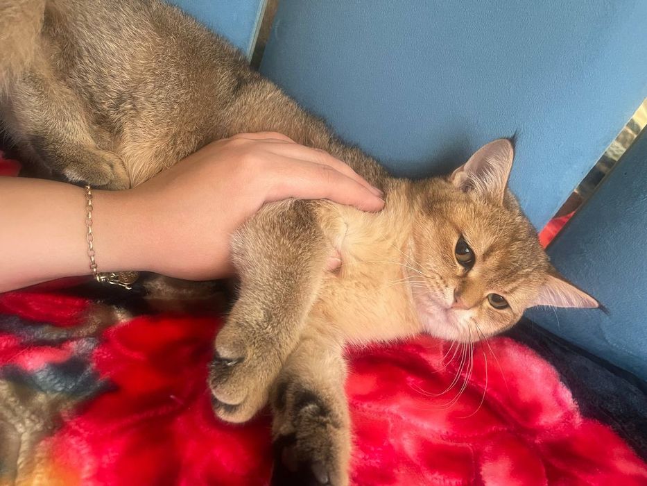 Король на вязку. Золотая шыншылла