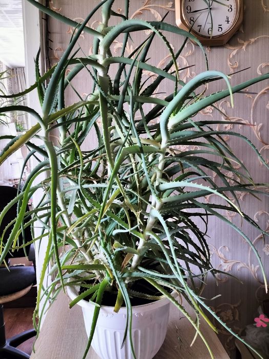 Продам цветок  Алоэ