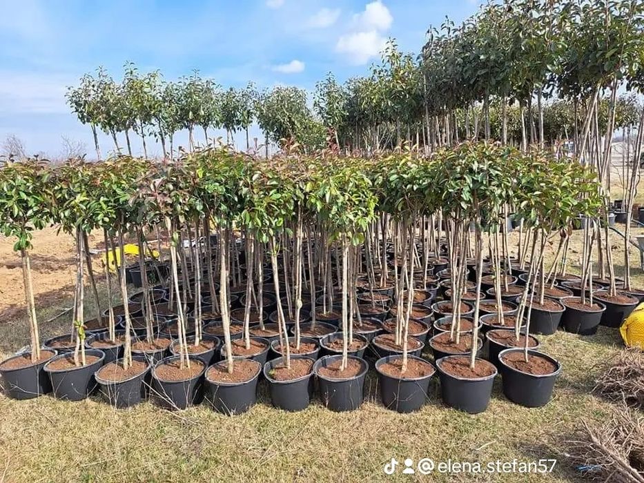 Vând plante ornamentale de cea mai buna calitate