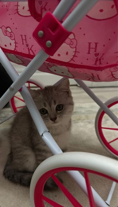 шотландская кошка