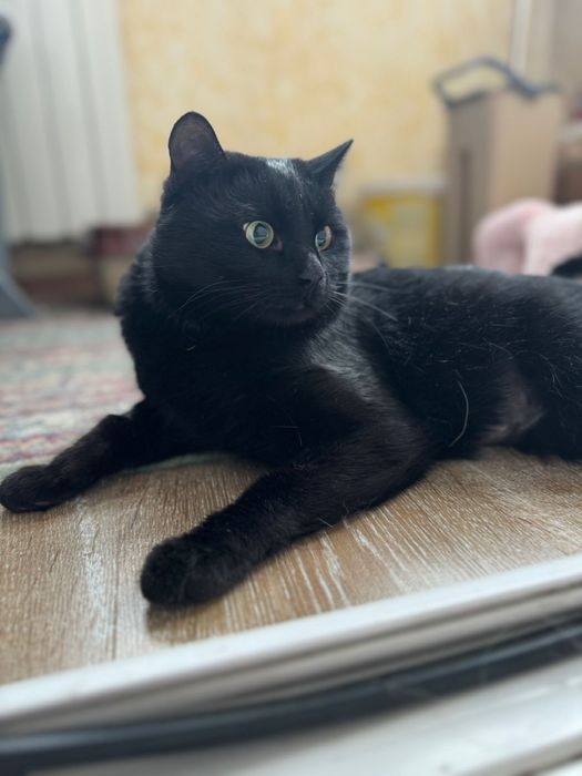 Котик в поисках дома