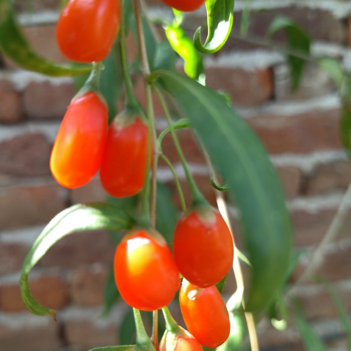 Годжи бери - разсад