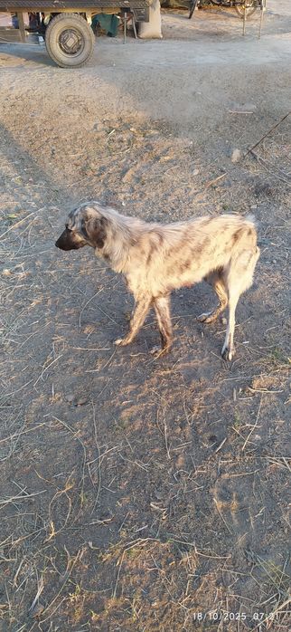 Shofirkon da yoqimtoy kuchukchalar  tekinga beriladi