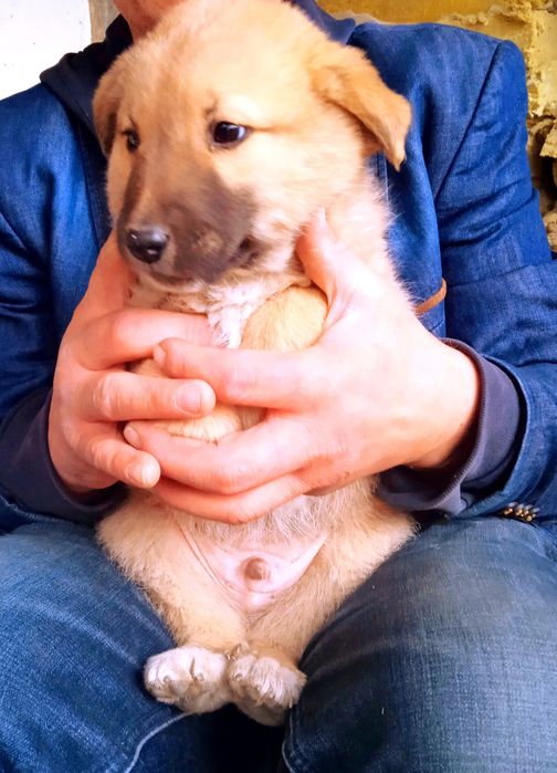 Отдам щенков в хорошие руки