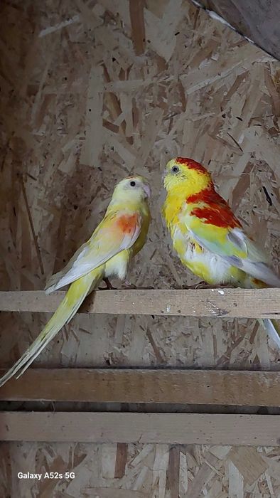 Perusi.Nimfe.Papagali cantatori. Papagali de munte.