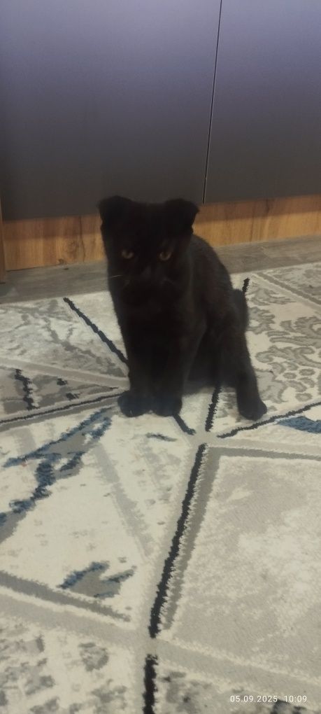 Продается вислоухий кот