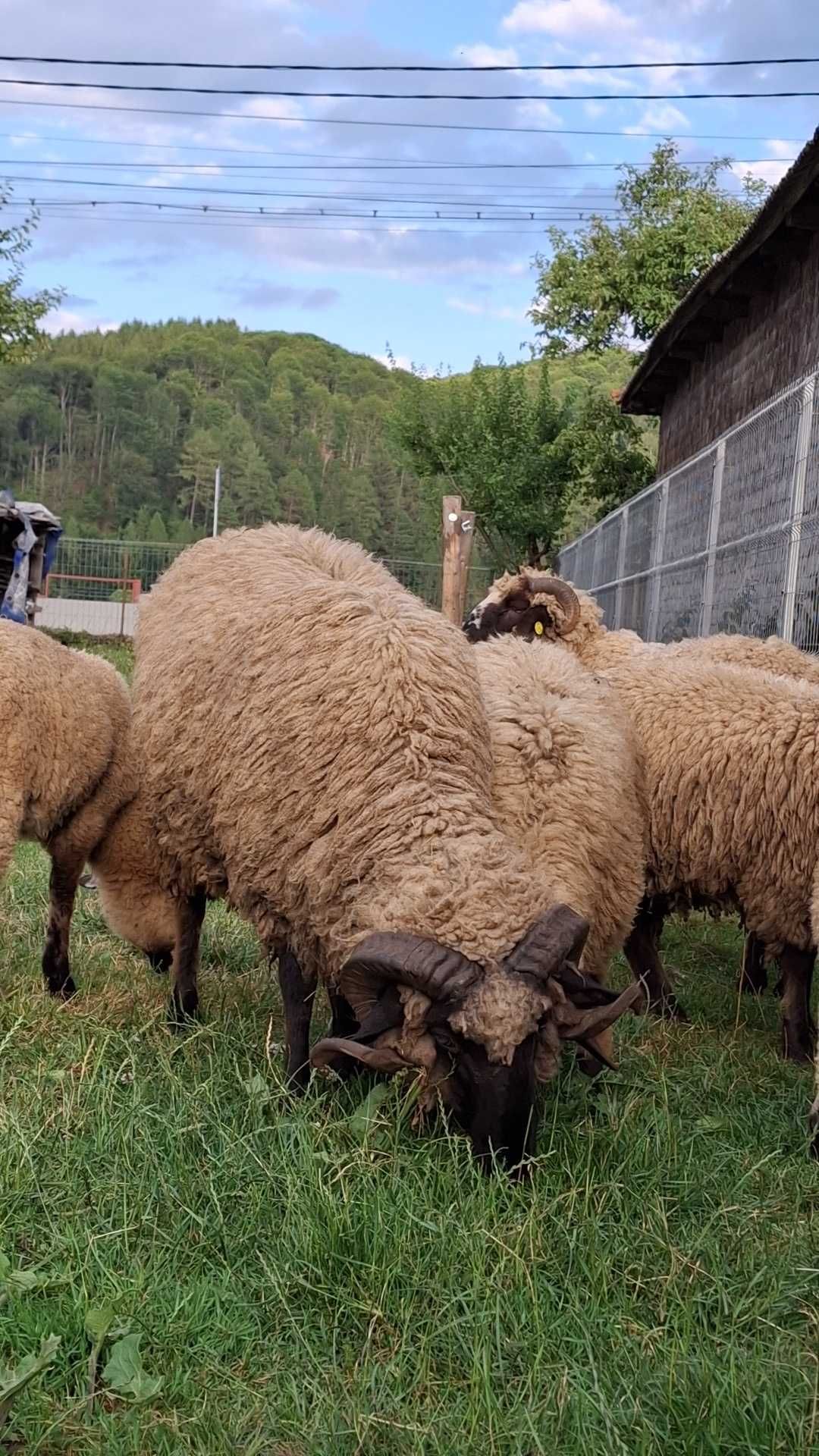 Berbec bucalău de vanzare
