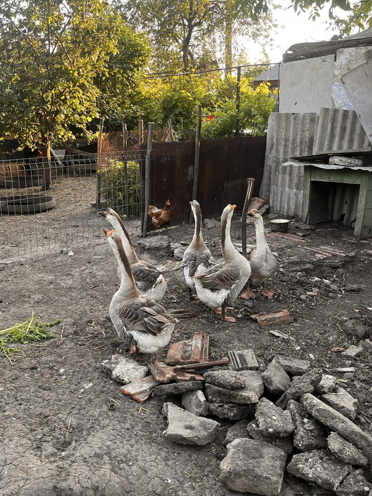 Animale de vanzare