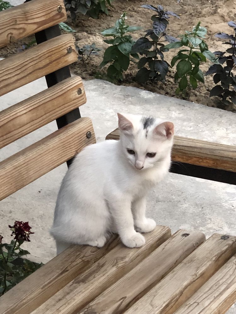 Котята 4 месяца хотят обрести семью.