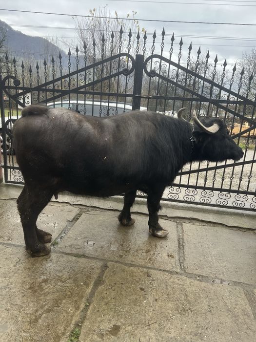 Bivolița de vânzare