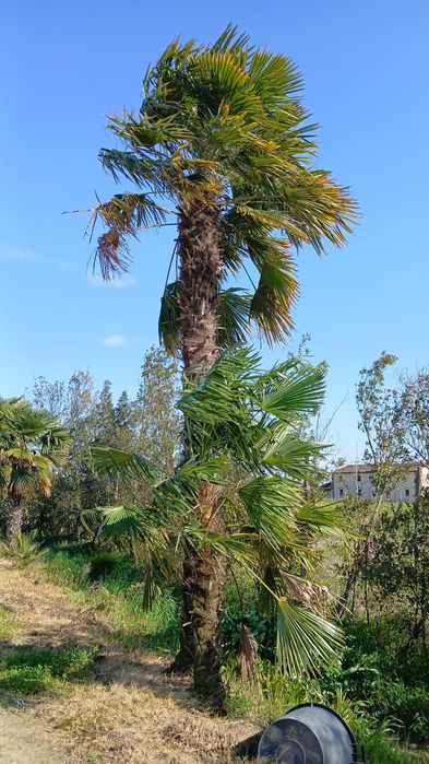 Palmieri diferite specii și marimi