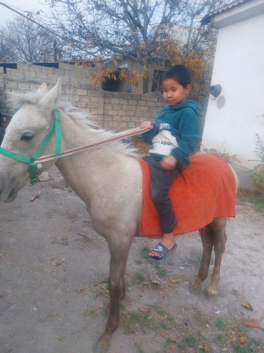 Продам жеребенок