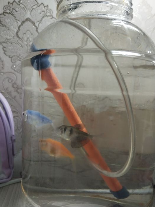 Отдам рыб  барсусов!!!