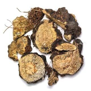 Асафетида Ферула Корни Саженцы Семена