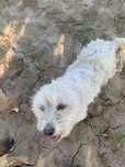 Donez femela bichon
