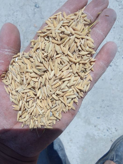 Lazer sholi sotiladi