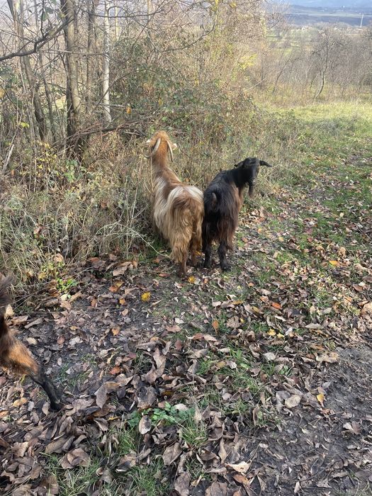 Vand capre tinere gestante