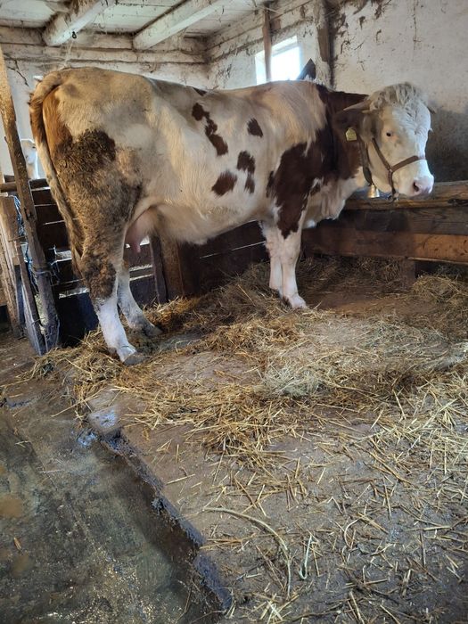 Vacă de vânzare  cu vițel